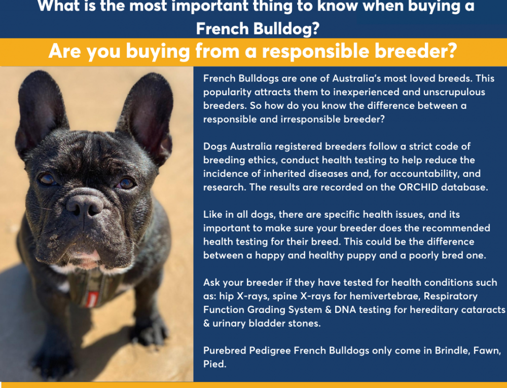 New BOAS Testing Video Released – French Bulldog Club of NSW
